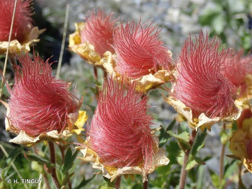 Geum reptans L., 1753 - Benoîte rampante - Geum