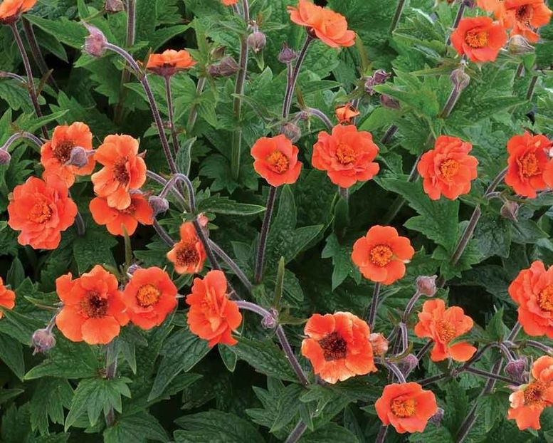 Geum Rustico Orange - Geum