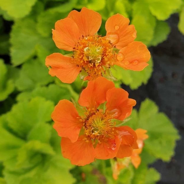 Geum \ Sunkissed Lime - Geum