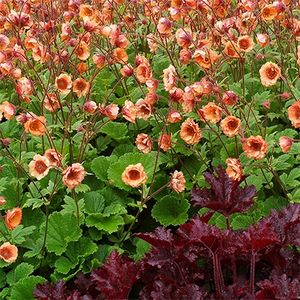 Geum Tempo Orange 'Tngeuto' - Geum