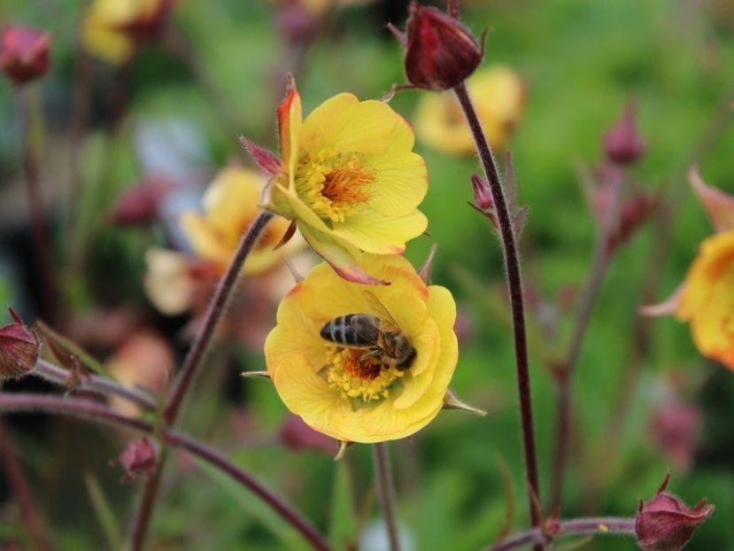 Geum \ Tequila Sunrise - Geum