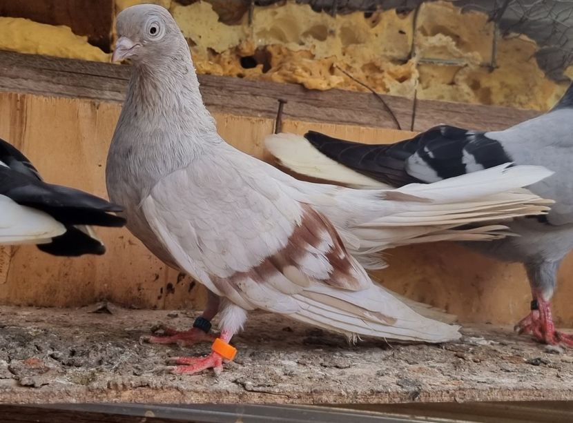  - 1-Argintiu Romanesc