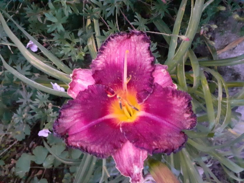 Druid after sunset - Hemerocallis 2021