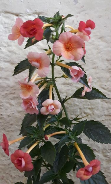  - 001 2021 - Orange Orchard