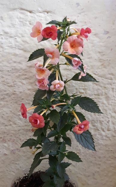  - 001 2021 - Orange Orchard