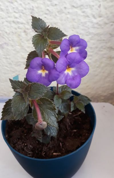  - R21 - RF s Shascha Kronick