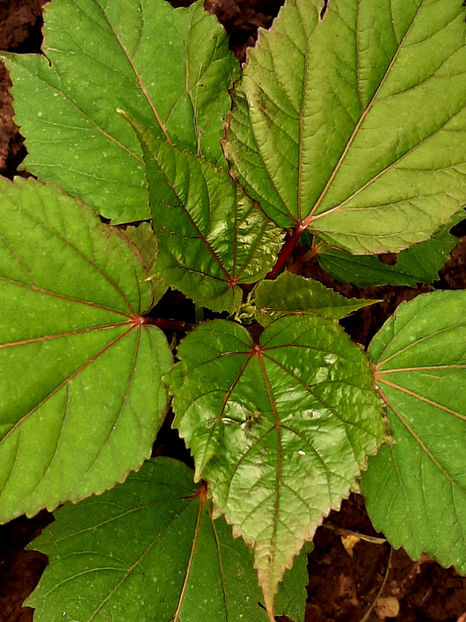  - De vânzare hibiscusi moscheteus din semințe