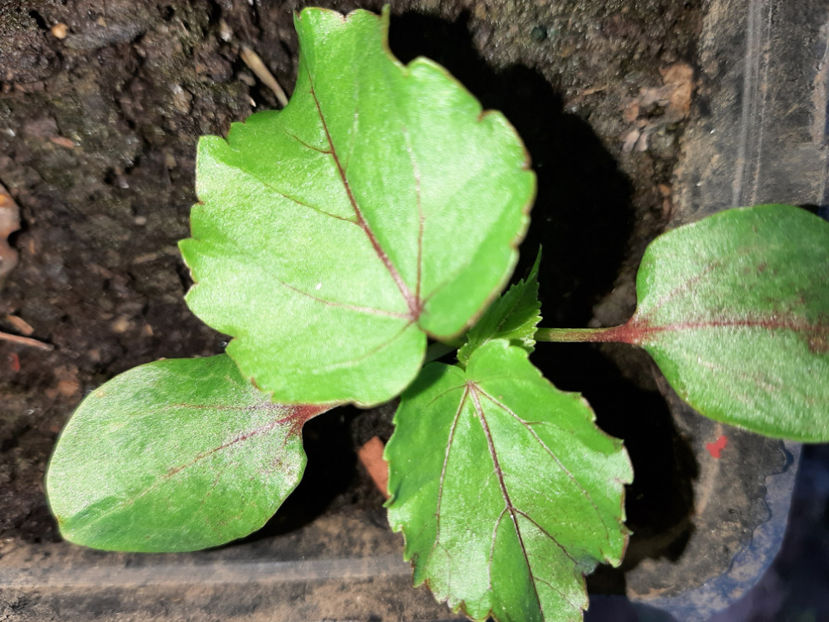  - De vânzare hibiscusi moscheteus din semințe