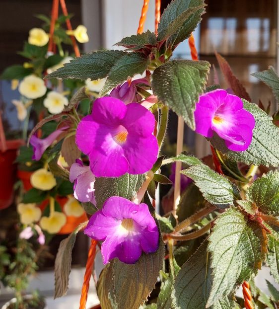 Brid-s Luisa - BRID-s LUISA