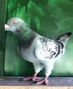 M2020 - Masculi pentru 2021