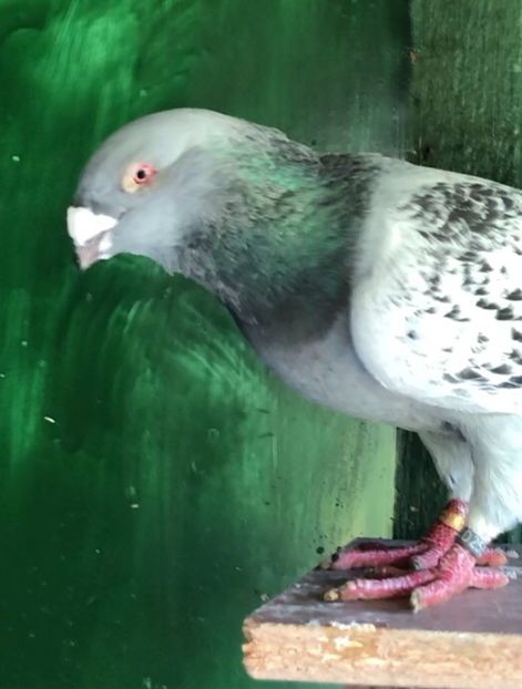  - Masculi pentru 2021