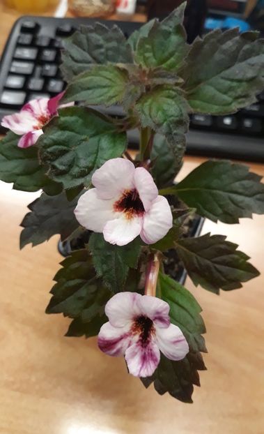 2021 - R21 - Van Gogh