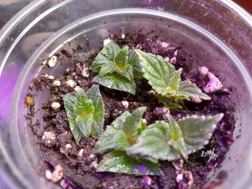  - GESNERIACEAE