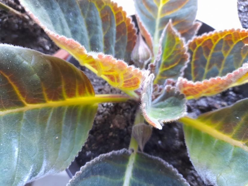  - GESNERIACEAE
