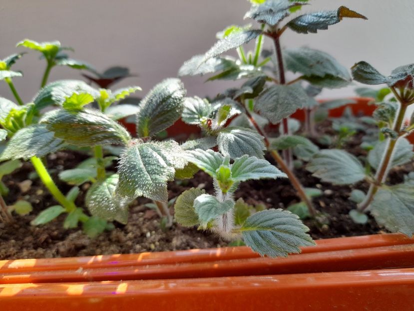  - GESNERIACEAE