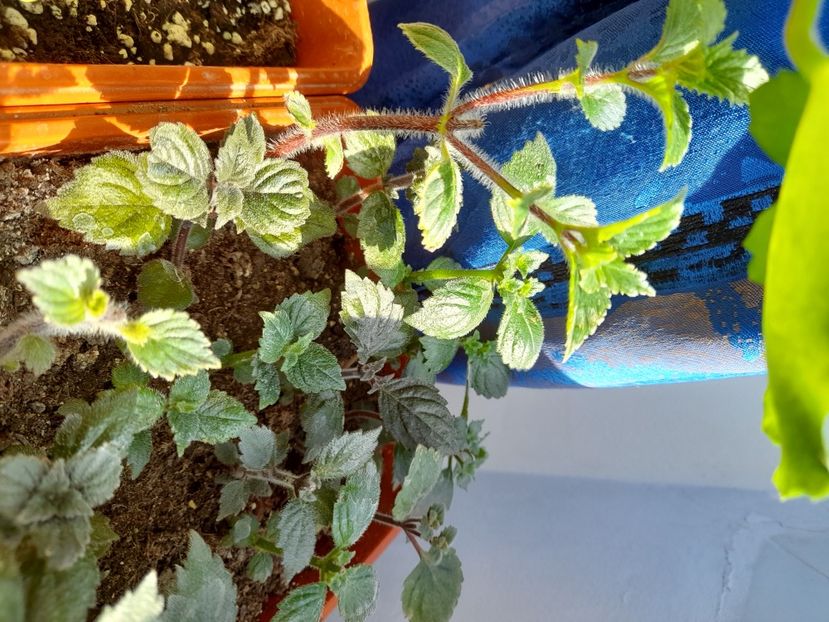  - GESNERIACEAE
