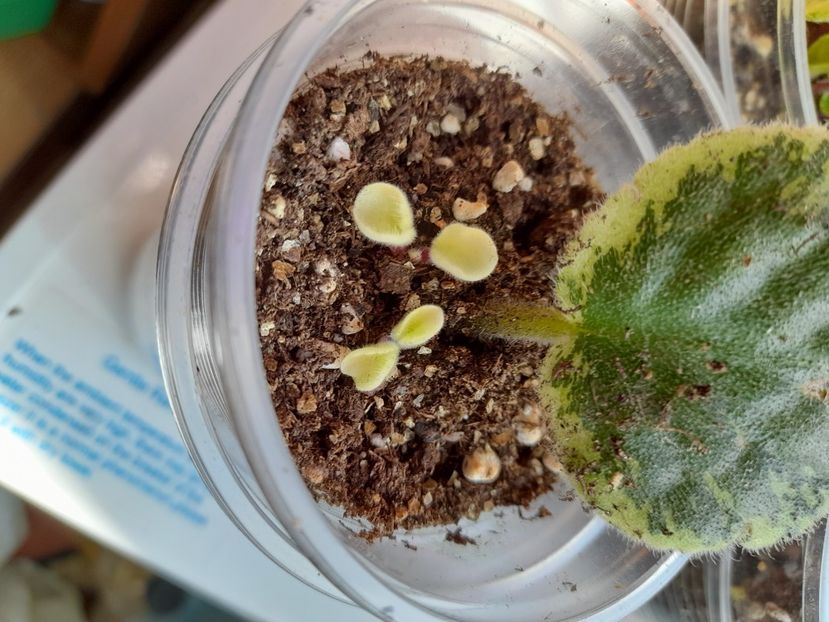  - GESNERIACEAE