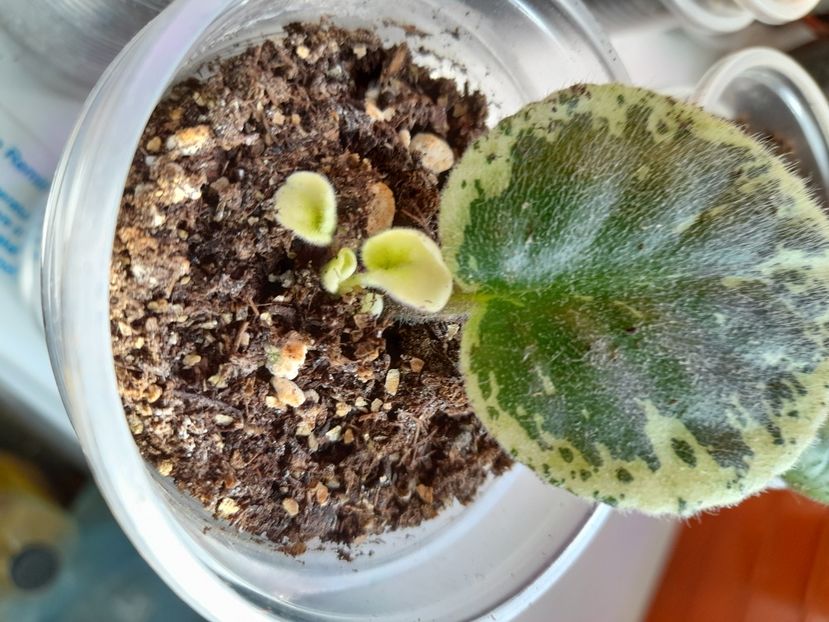  - GESNERIACEAE