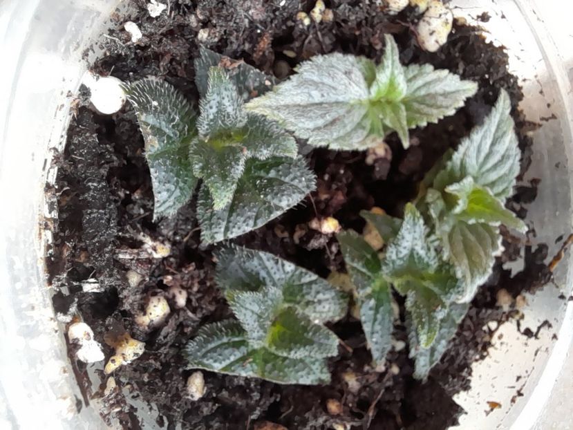  - GESNERIACEAE