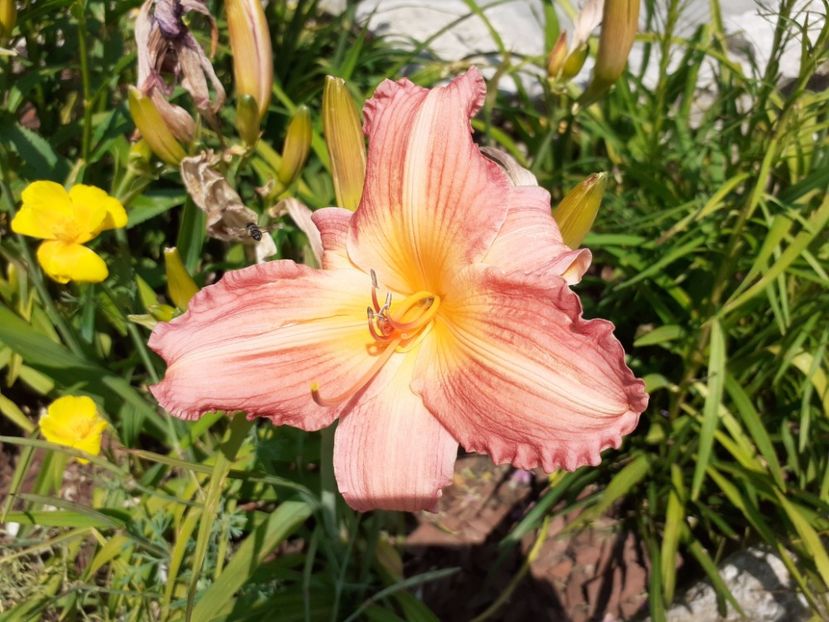 Christmas Candle - Hemerocallis 2021