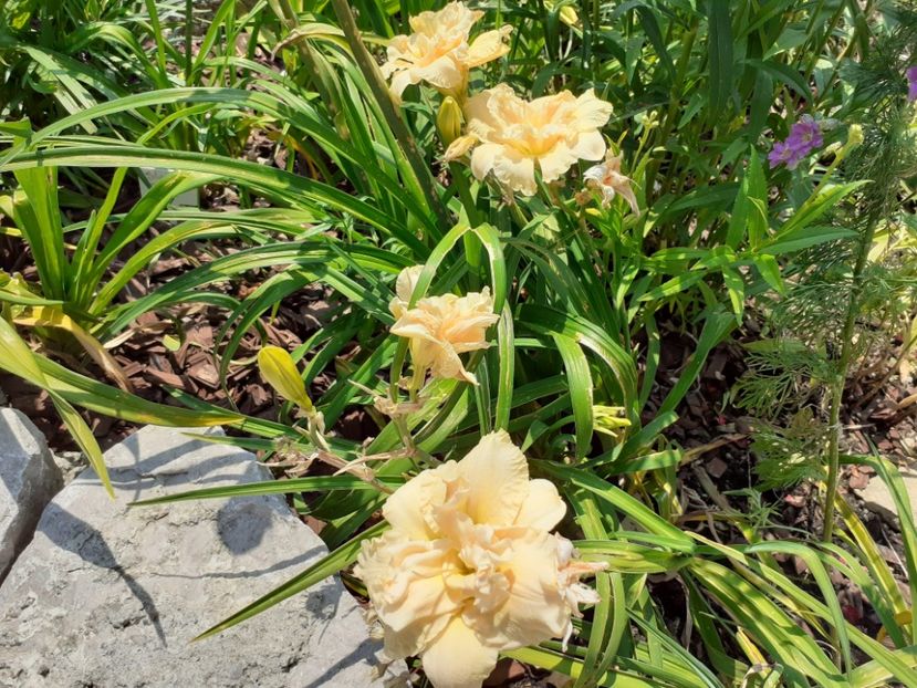 Schnickel Fritz - Hemerocallis 2021