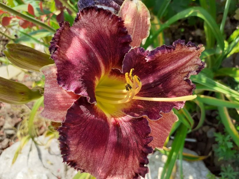 Nn - Hemerocallis 2021