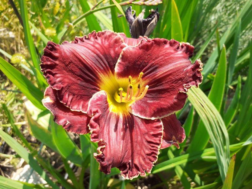 Purplelicious - Hemerocallis 2021