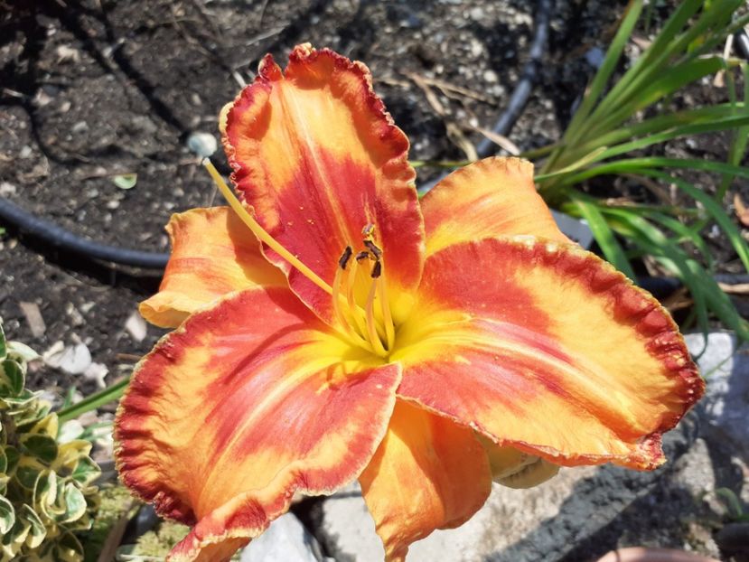 Vulcano Queen - Hemerocallis 2021