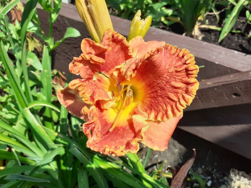 Fabulous Fortune - Hemerocallis 2021