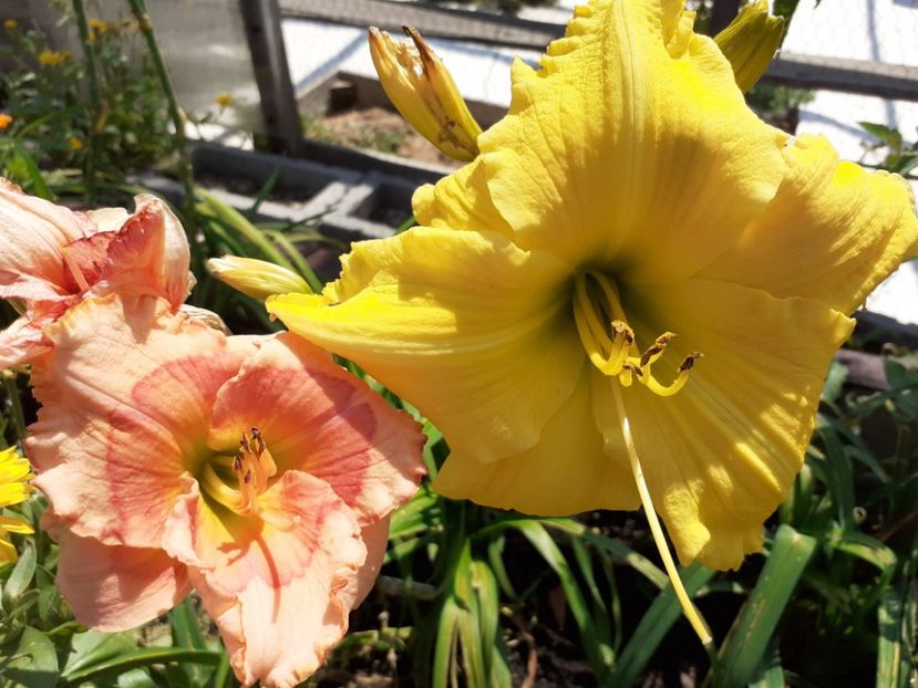 Inku Zelts and Raspberry Winter at noon - Hemerocallis 2021
