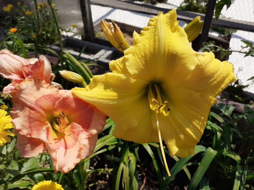 Inku Zelts and Raspberry Winter at noon - Hemerocallis 2021