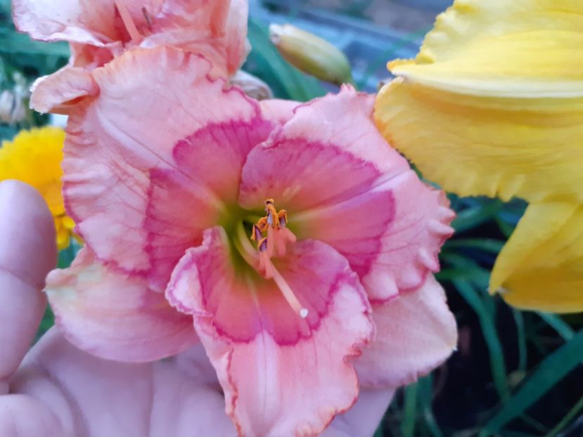 Raspberry Winter - Hemerocallis 2021
