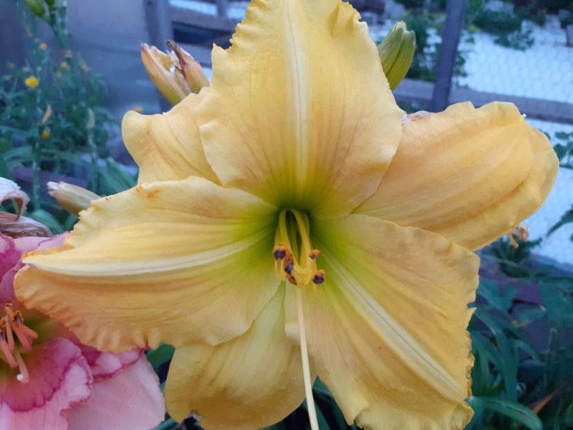 Inku Zelts before sunrise - Hemerocallis 2021