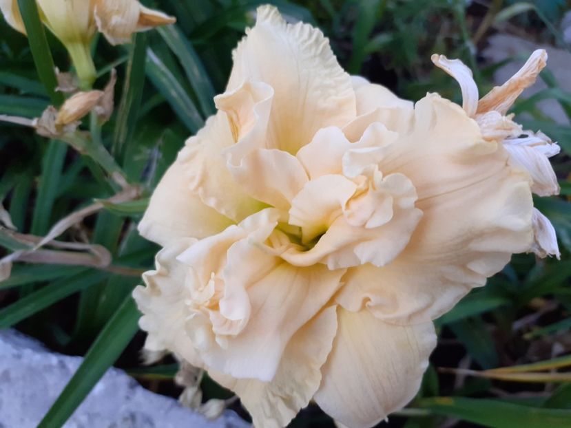 Schnickel Fritz before sunrise - Hemerocallis 2021