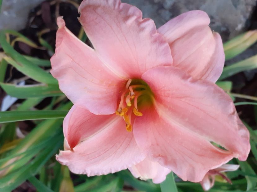 On and on before sunrise - Hemerocallis 2021