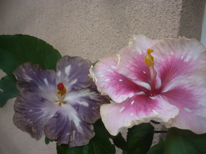 P1490291 - HIBISCUSI 2021-2