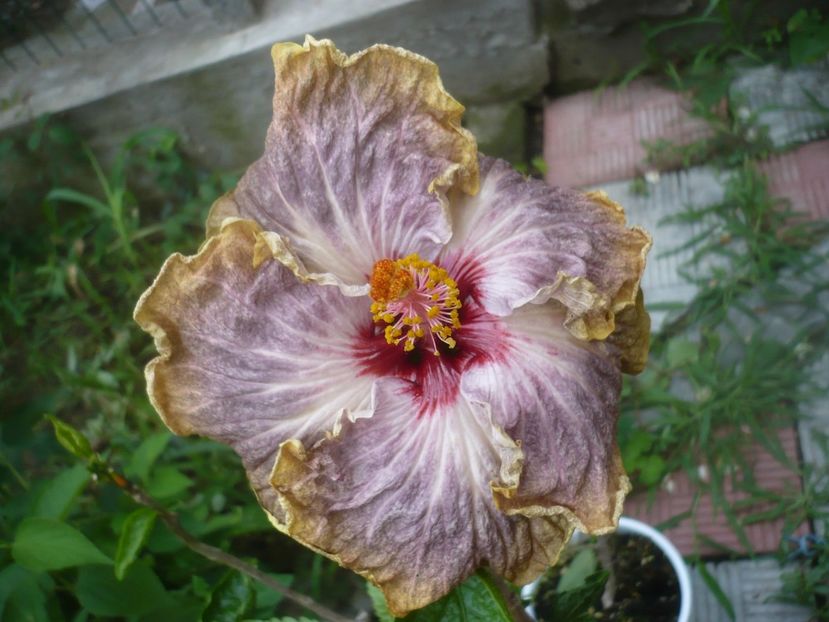 P1490299 - HIBISCUSI 2021-2