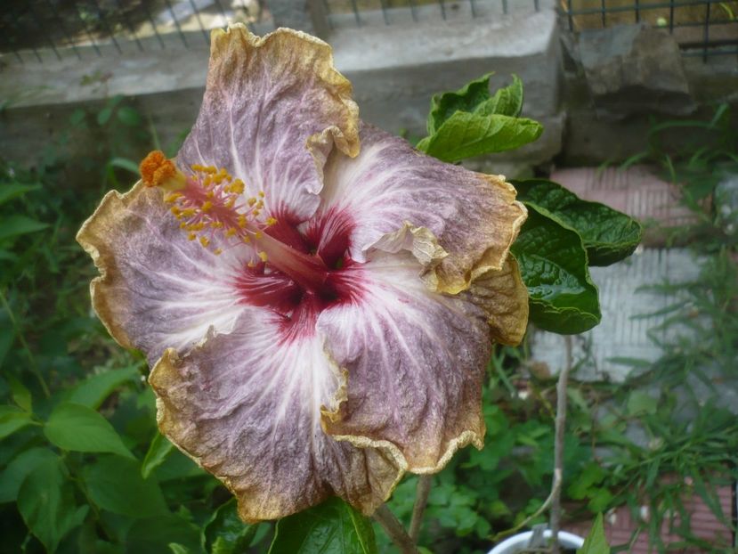 P1490300 - HIBISCUSI 2021-2
