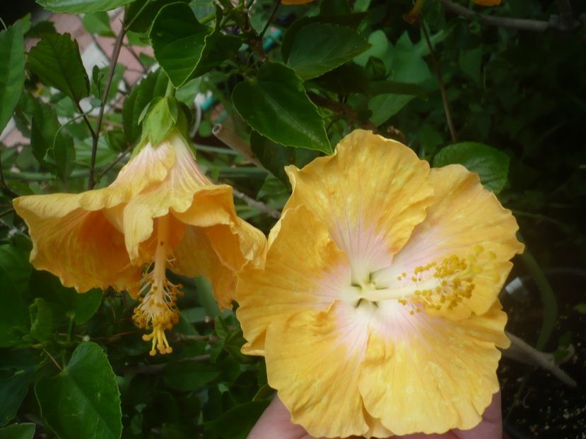 P1490304 - HIBISCUSI 2021-2