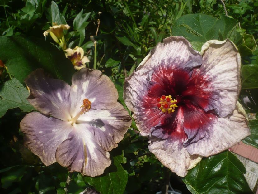 P1490317 - HIBISCUSI 2021-2