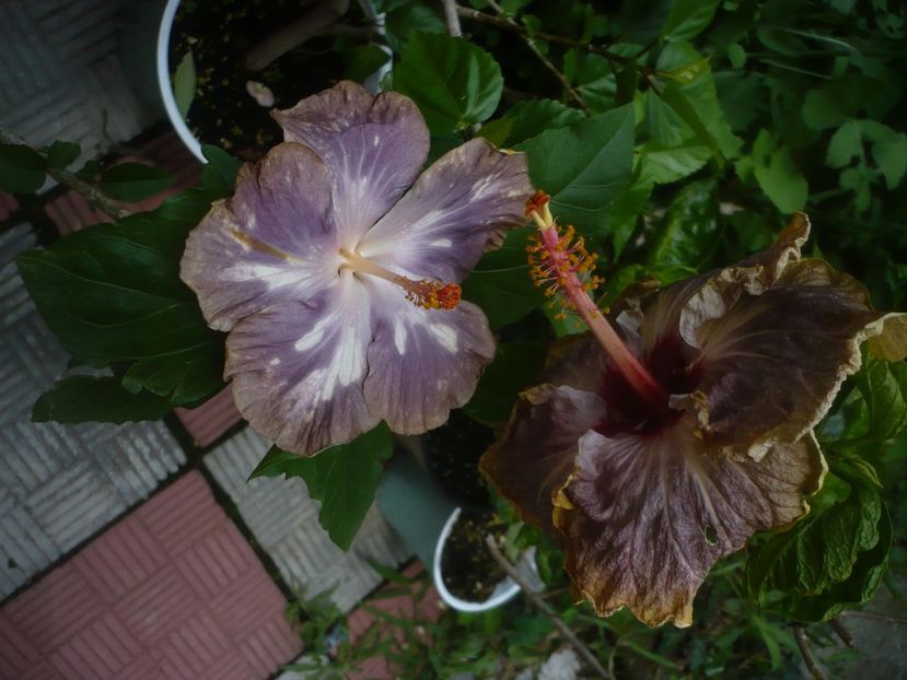 P1490322 - HIBISCUSI 2021-2