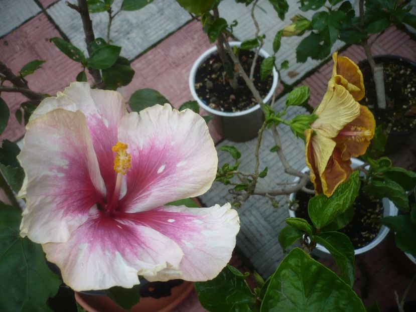 P1490328 - HIBISCUSI 2021-2