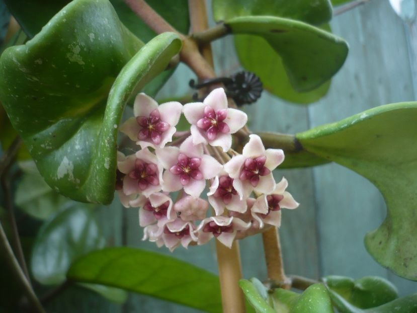 P1490310 - HOYA 2021-1