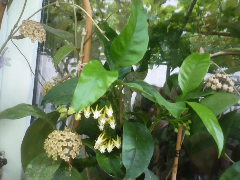 P1490313 - HOYA 2021-1