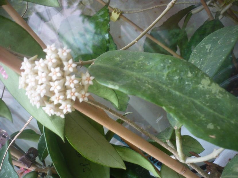 P1490314 - HOYA 2021-1
