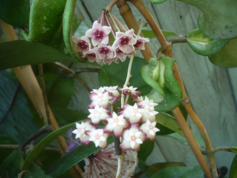 P1490334 - HOYA 2021-1