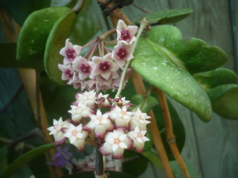 P1490335 - HOYA 2021-1