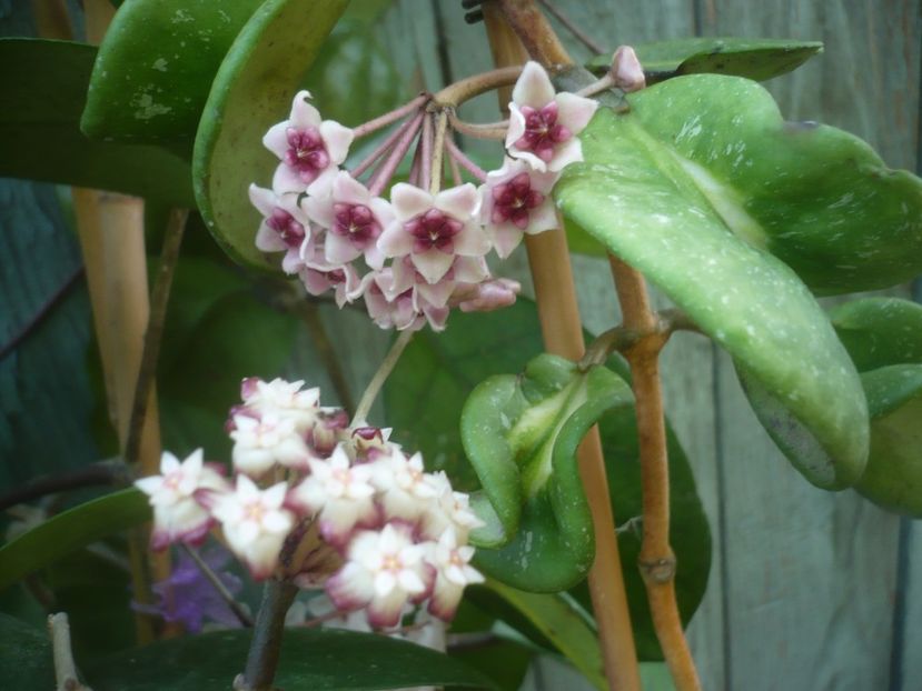 P1490336 - HOYA 2021-1