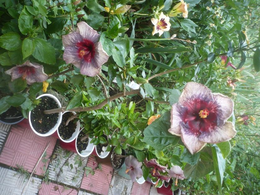 07.07.2021 - Drama Queen