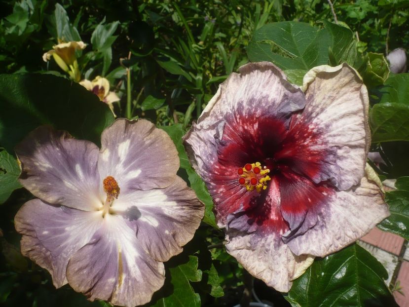 P1490318 - Drama Queen